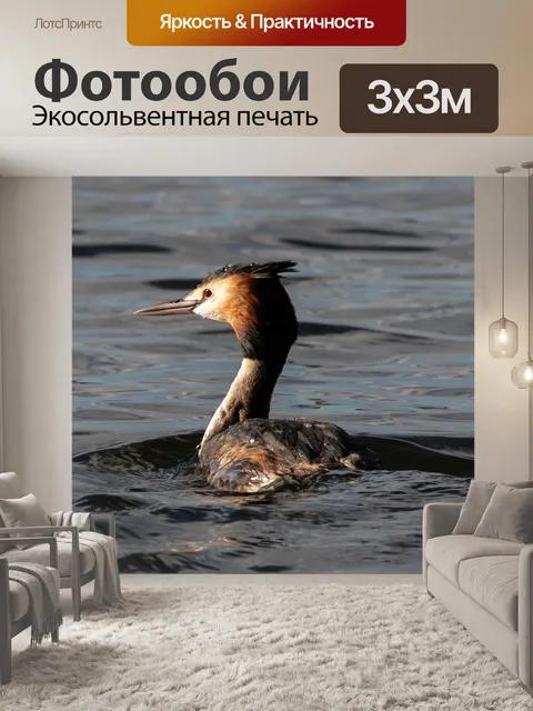 Фотообои Большая поганка