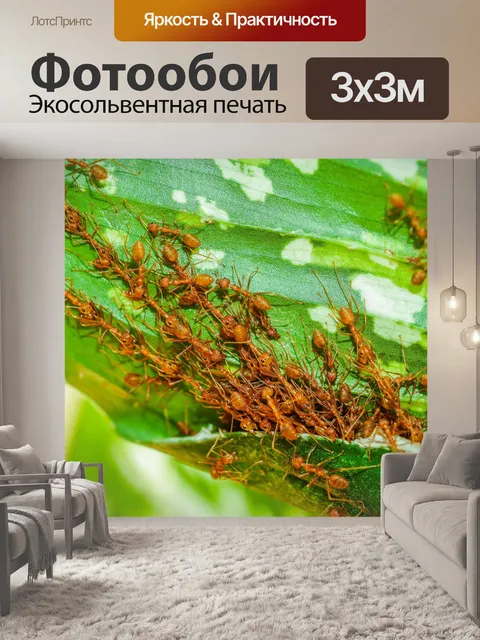 Фотообои Красные муравьи