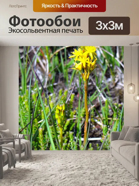 Фотообои Желтая орхидея