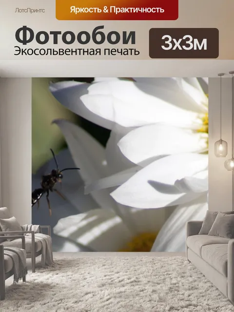 Фотообои Белые ромашки