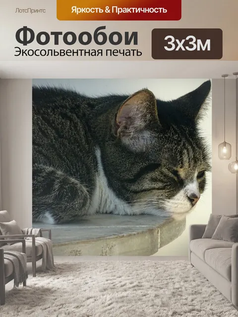 Фотообои Ленивый Сонный Кот