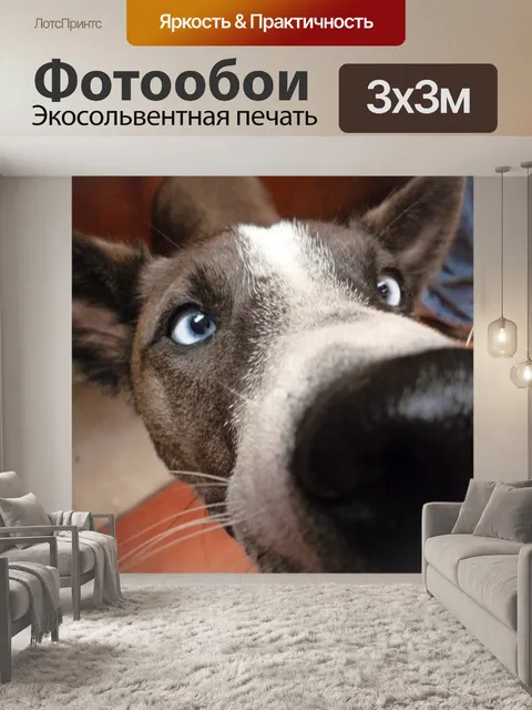 Фотообои Голубоглазая Улица Собака