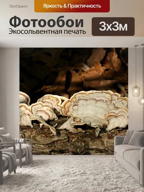 Фотообои Белая хвоя в Турции