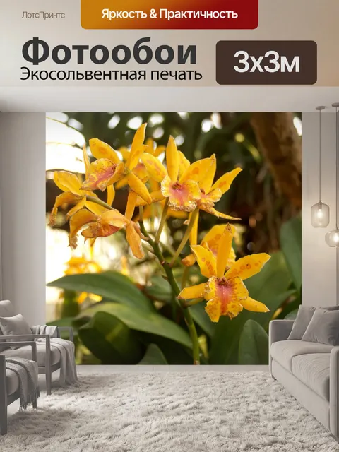 Фотообои Фото цветка орхидеи