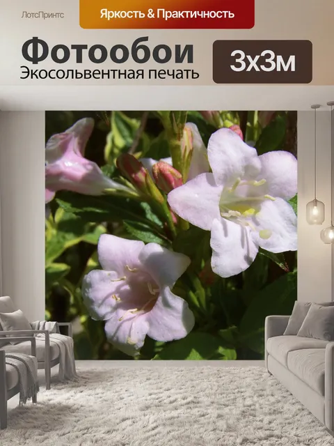 Фотообои Четки