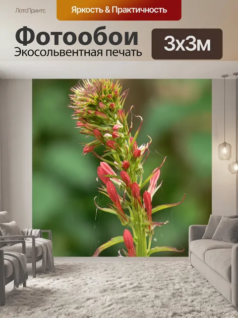 Фотообои Красный цветок