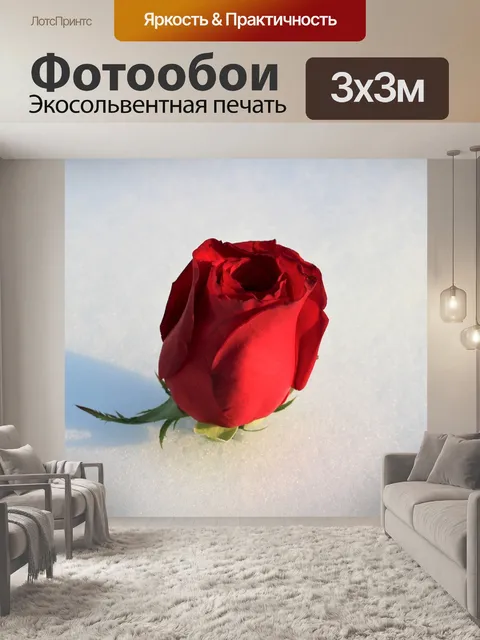 Фотообои Красная роза в снегу