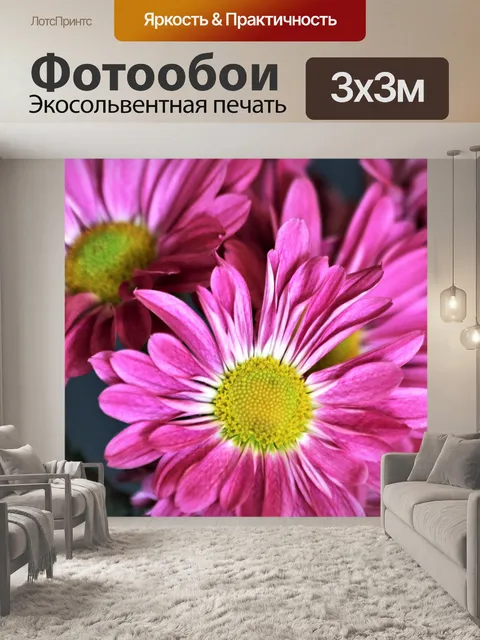 Фотообои Фиолетовые хризантемы Крупный план 2
