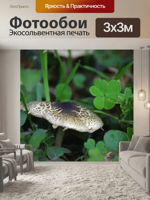 Фотообои гриб растет на неопрятном газоне