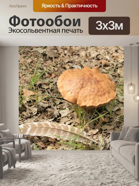 Фотообои Bolete Mushroom и турецкое перо