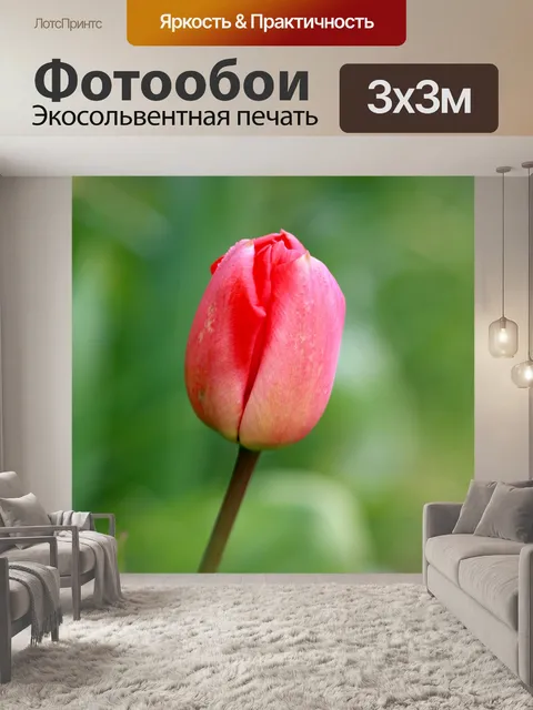 Фотообои Тюльпан цветок крупным планом