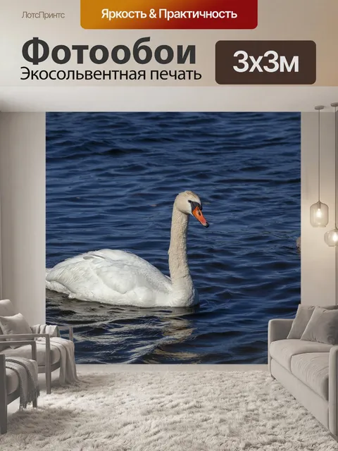 Фотообои Лебедь