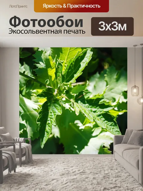 Фотообои солнечный свет на зеленом томате