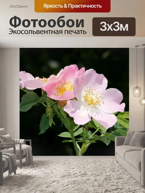 Фотообои Шиповник