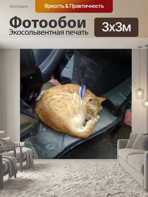 Фотообои кот в город 4