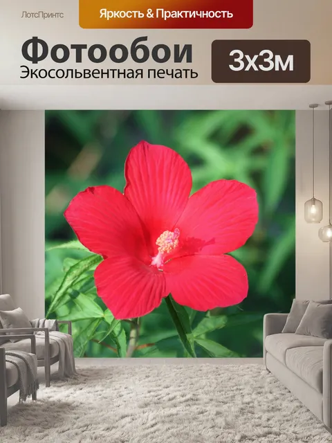Фотообои Красный цветок гибискуса