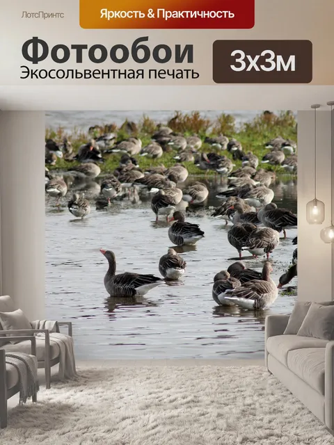 Фотообои Гуси
