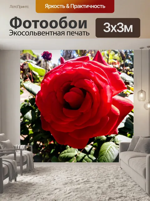 Фотообои Красная роза