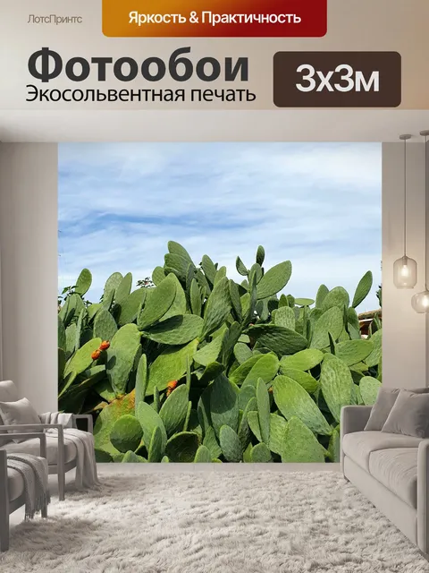 Фотообои Кактус