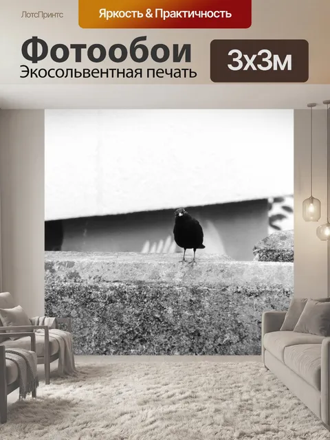 Фотообои Взгляд черного дрозда