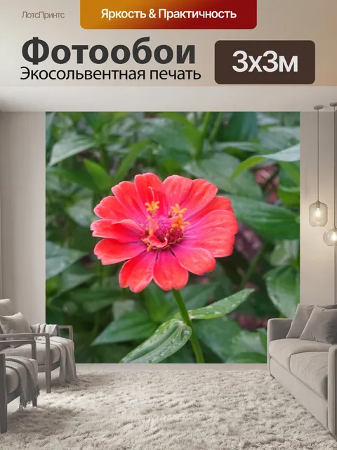 Фотообои Цинния