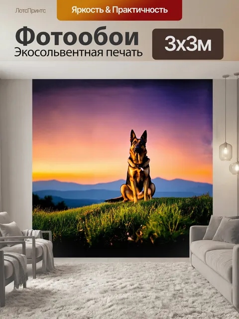 Фотообои старая немецкая овчарка