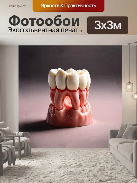 Фотообои изолированный модель зуба с акцентом на нижнюю челюсть