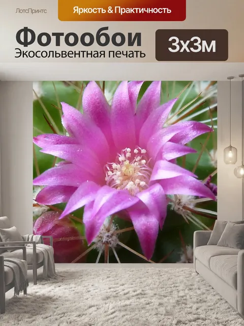 Фотообои Кактус