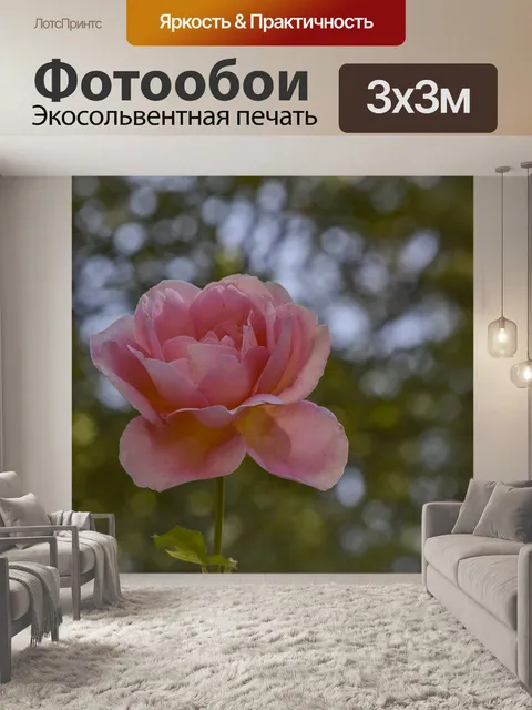 Фотообои Розовая роза боке фон
