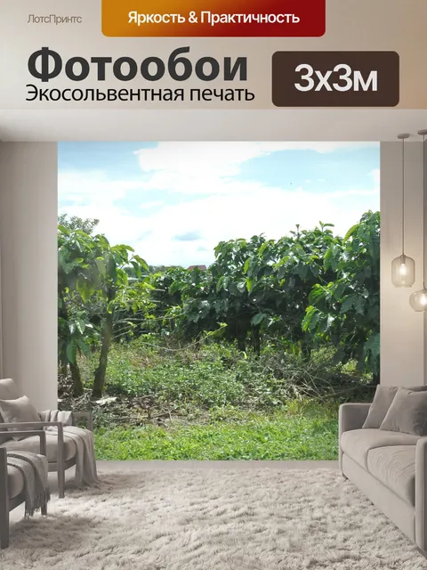 Фотообои Кофейное дерево