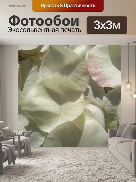 Фотообои белых лепестков розы