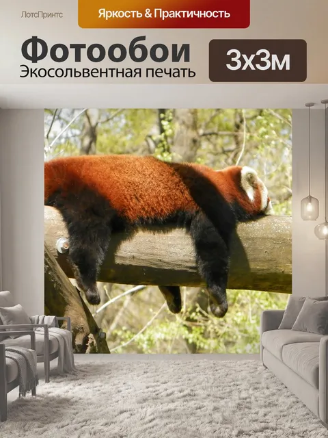 Фотообои Красная панда