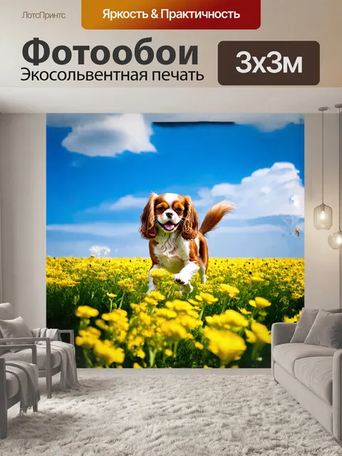 Фотообои кавалер кинг чарльз спаниель, с его блестящими каштановыми ушами, весело скачет по цветущему полю