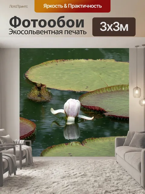 Фотообои гигантский лотос отпуск и цветок
