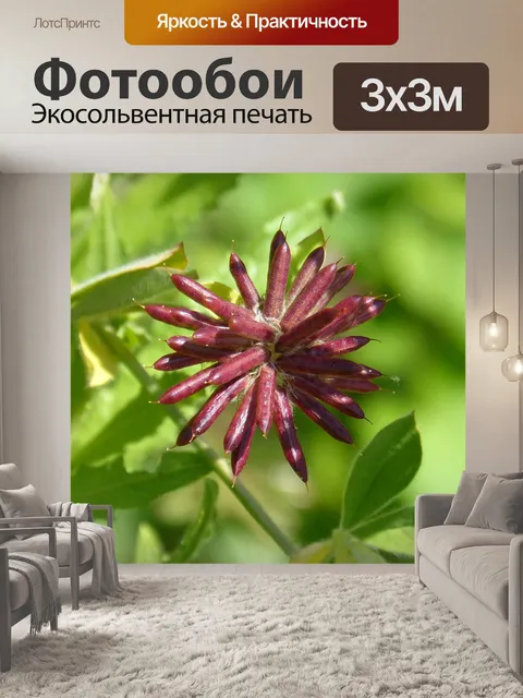 Фотообои Дикорастущее растение