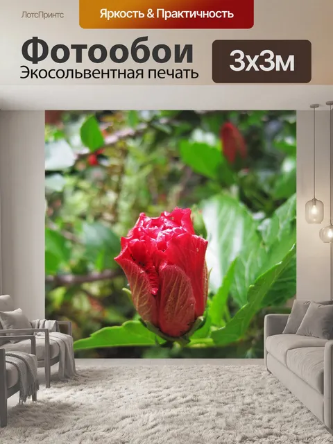 Фотообои цветок гибискуса открытие