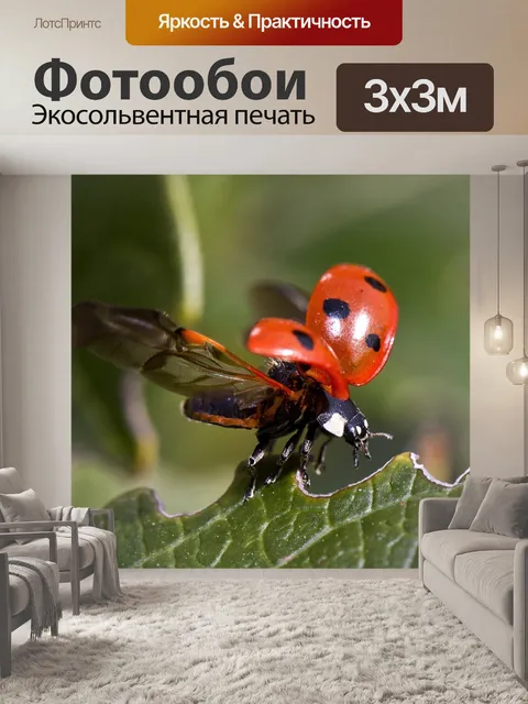 Фотообои Коровки разбрасывания Крылья