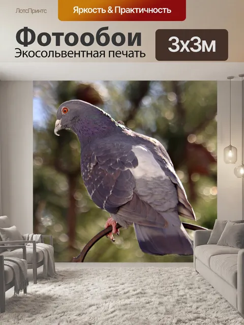 Фотообои Дикий голубь