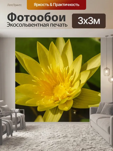 Фотообои красивый цветок лотоса
