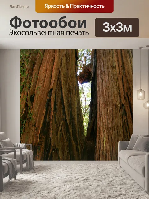 Фотообои Гигантские секвойи в Калифорнии