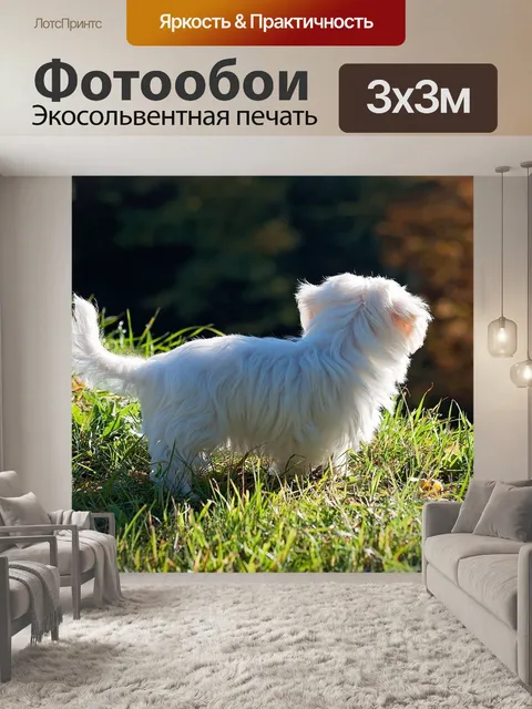 Фотообои Собака