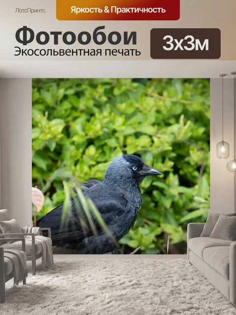 Фотообои Галка, Coloeus monedula, птица