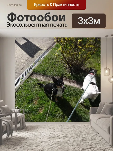 Фотообои Собака на прогулке