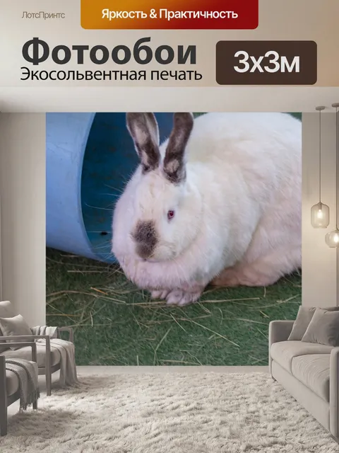 Фотообои кролик