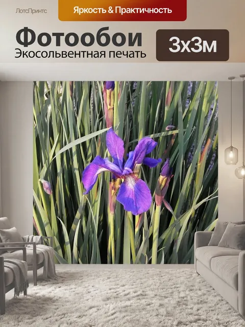 Фотообои Ирис