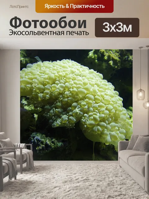 Фотообои Коралл