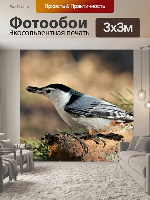 Фотообои Белогрудый поползень крупным планом