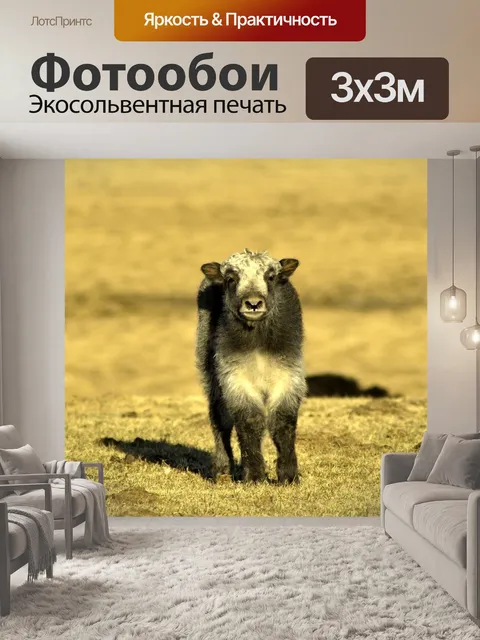 Фотообои Детеныш яка