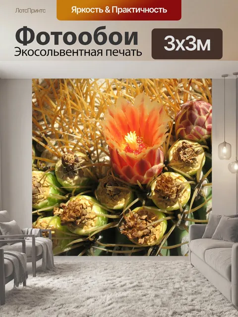 Фотообои Кактус