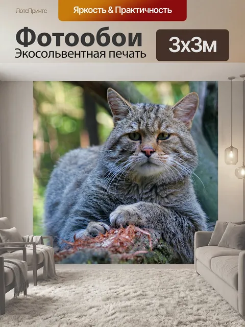 Фотообои Кот